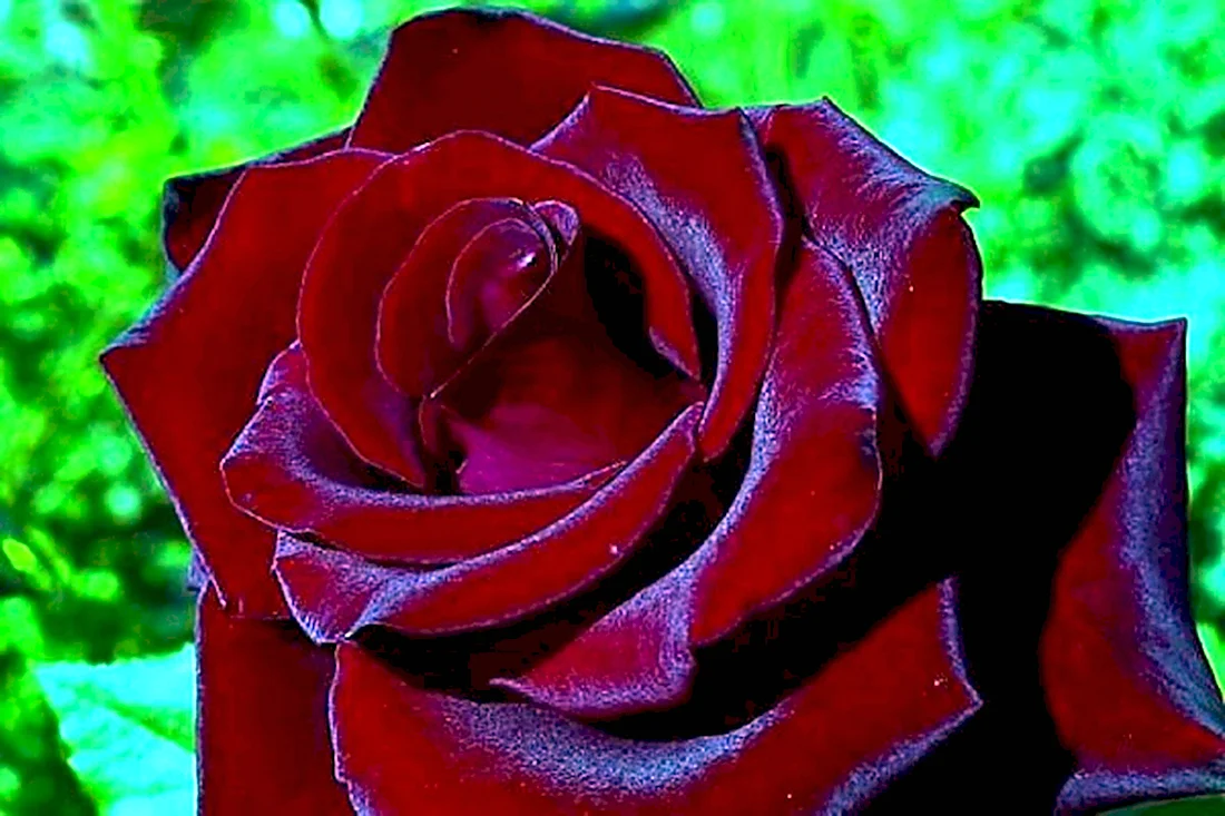 Роза черный принц