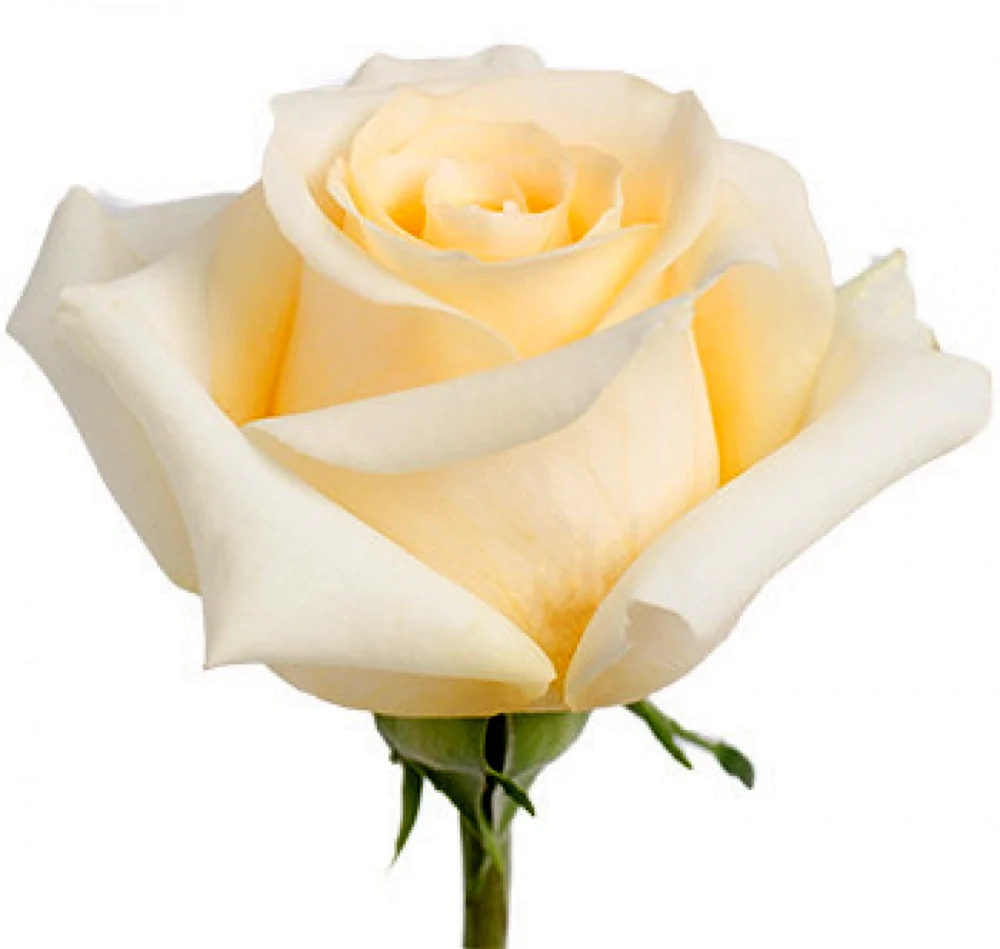Роза кремовая Эквадор сорта