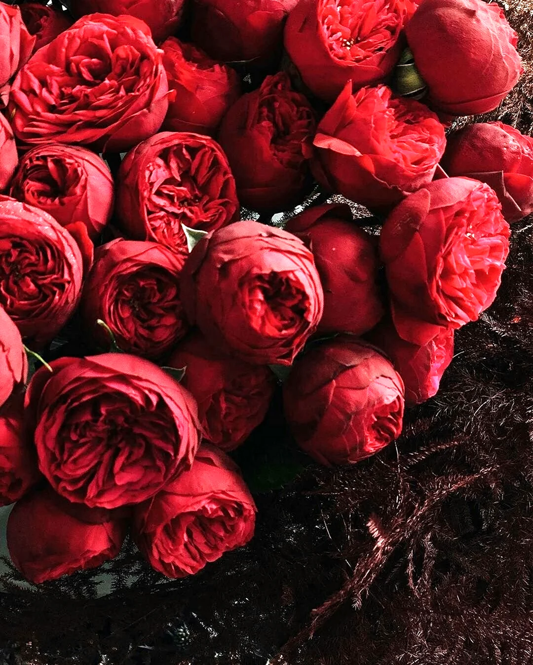 Роза пионовидная темно бордовая