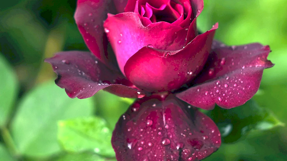 Роза пурпурная бархатная ночь