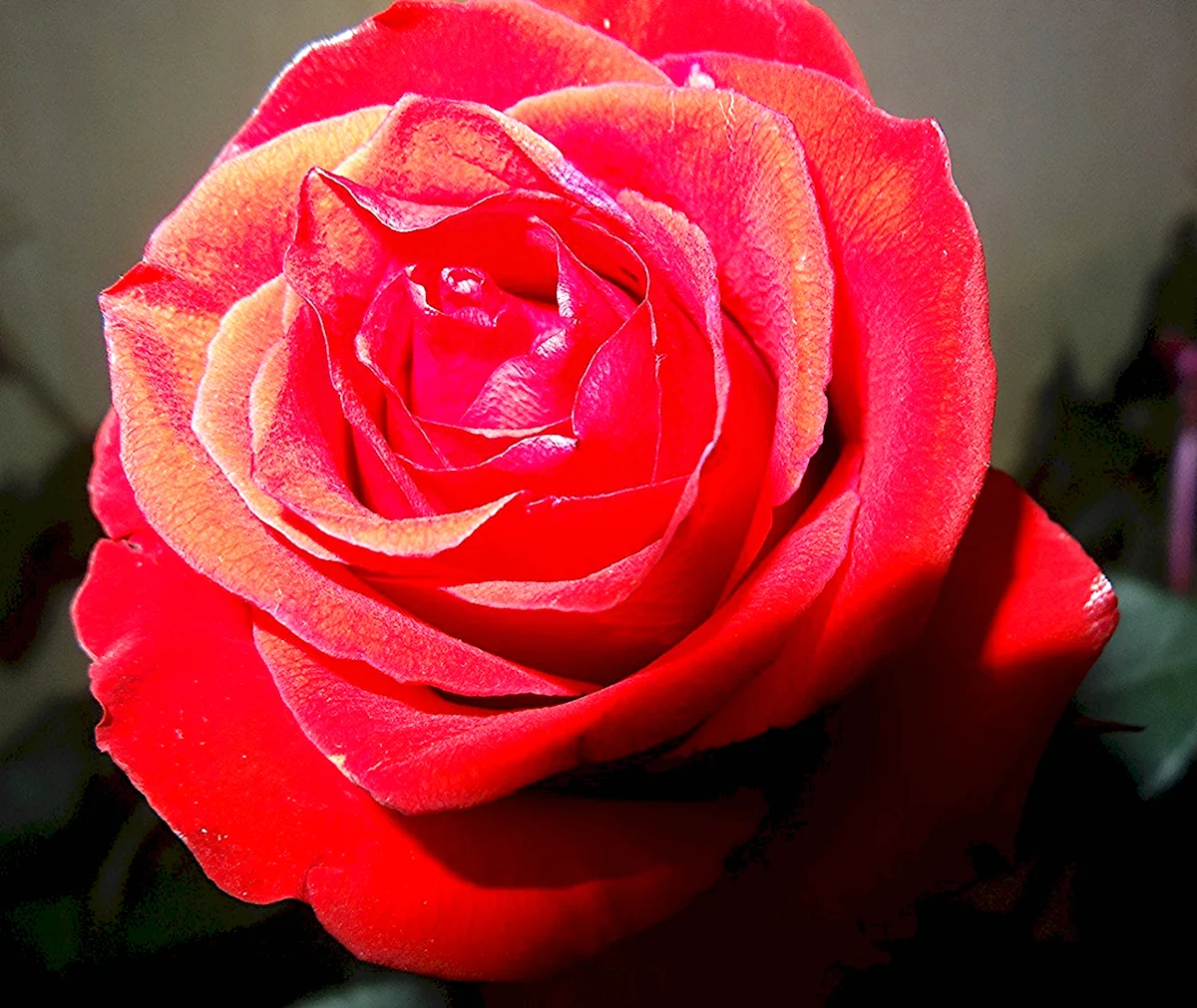 Роза рубиноза