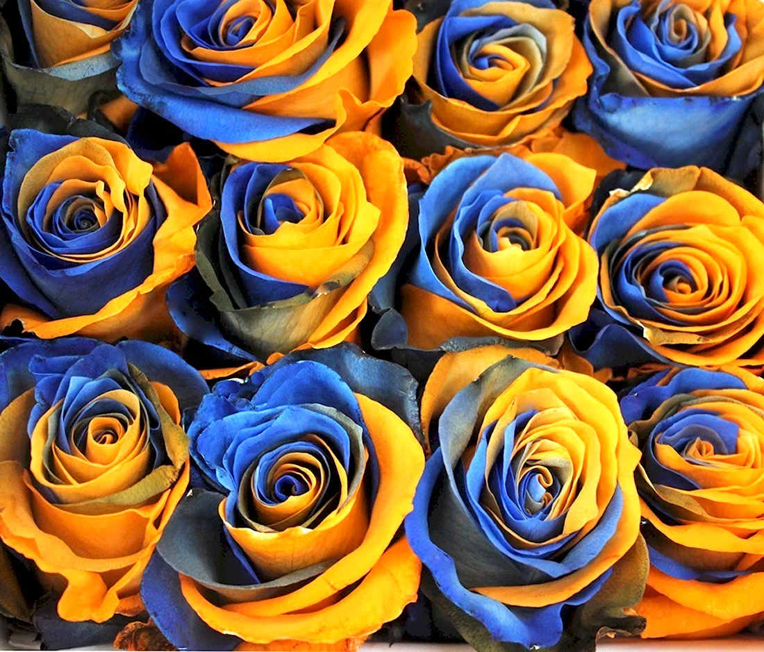 Роза Триумф синяя