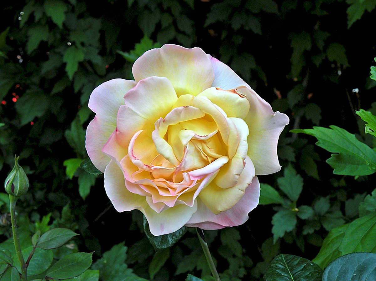Роза царица р9