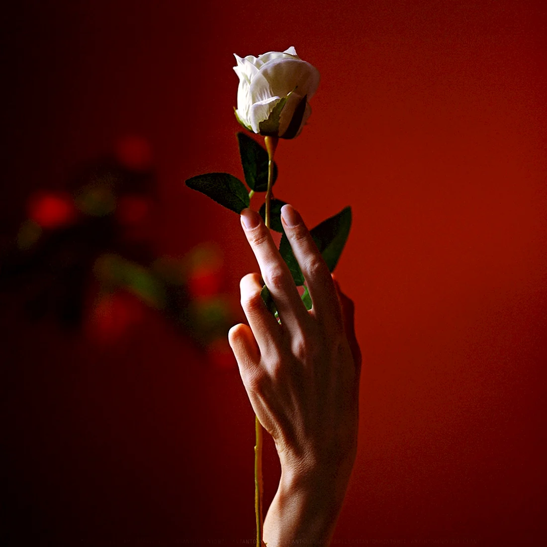 Роза в руке