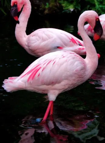 Розовый Фламинго Новосибирский зоопарк