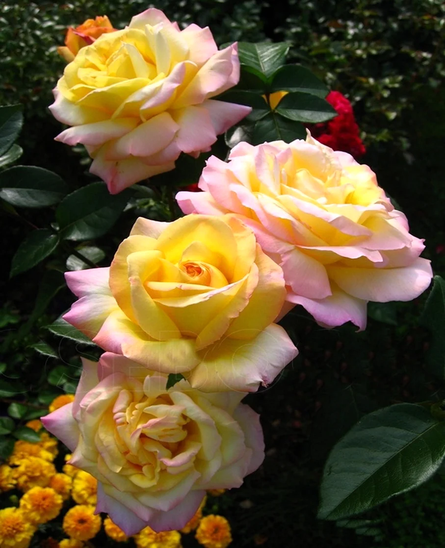 Розы чайно гибридные Глория