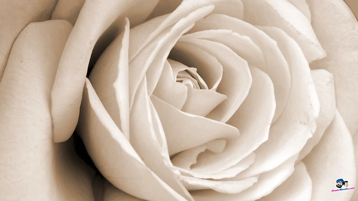 Розы грязно белого