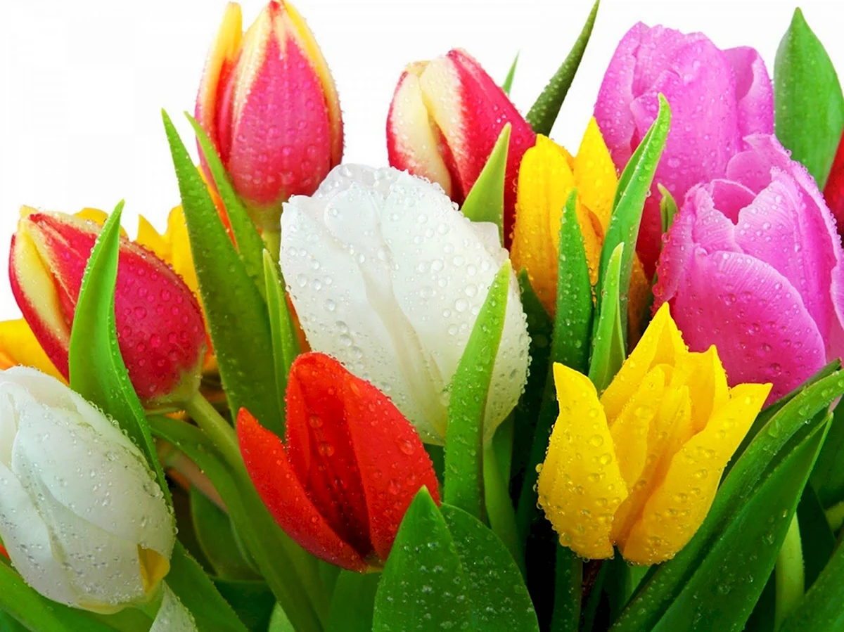 С 8 марта тюльпаны
