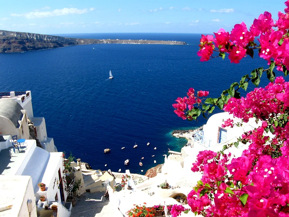 Санторини цветы Греция