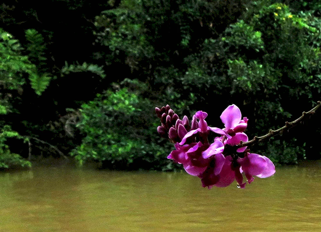 Сельва Южной Америки орхидеи