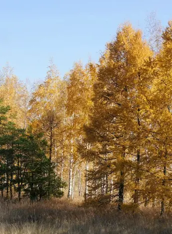 Северобайкальск лиственницы осень
