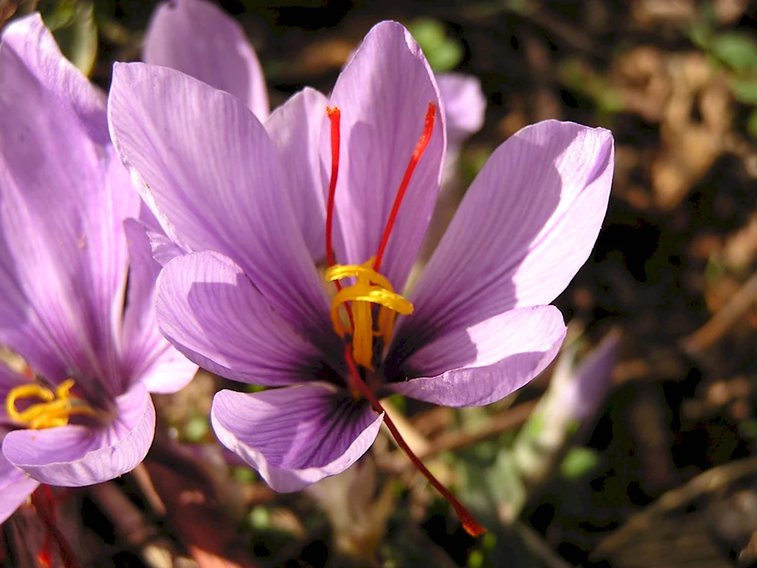 Шафран посевной Crocus sativus