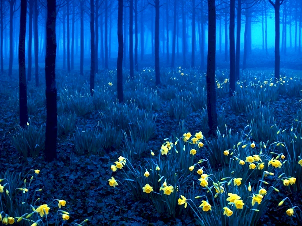 Шварцвальд черный лес Германия
