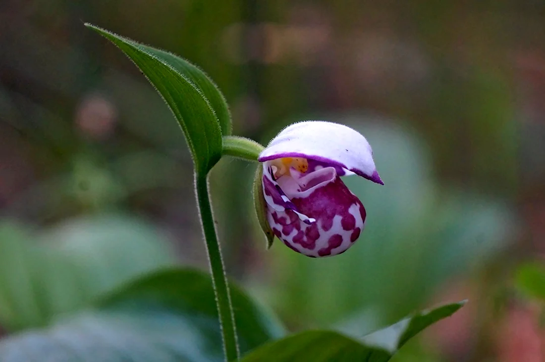 Сибирская Орхидея башмачок
