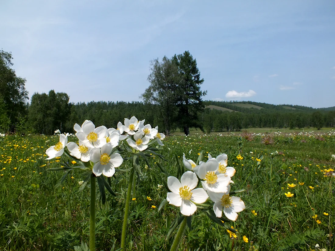 Сибирские полевые цветы