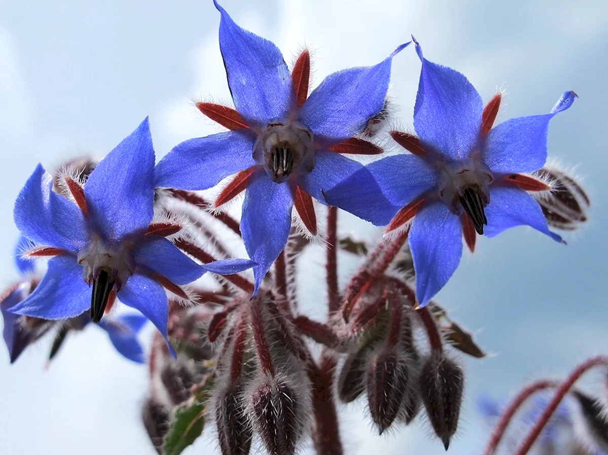 Съедобные цветы бораго