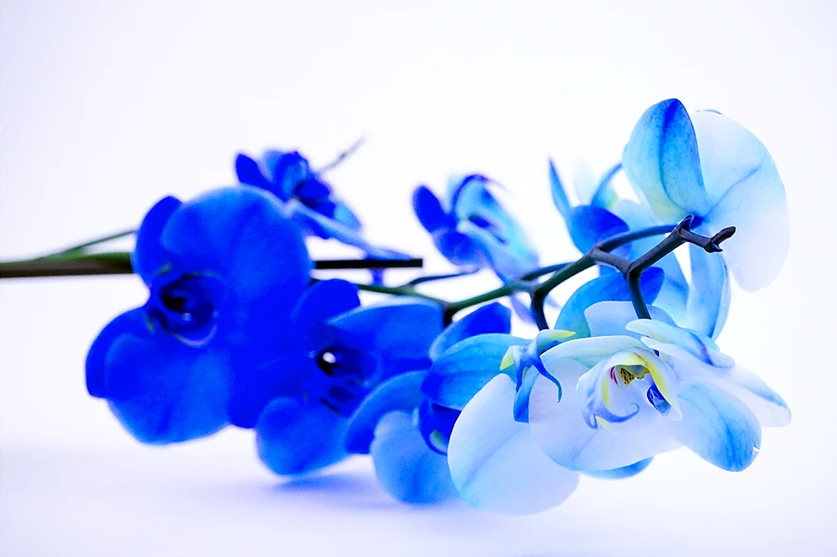 Синяя Орхидея натуральная