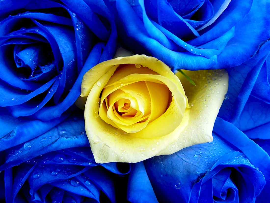 Синие яркие розы