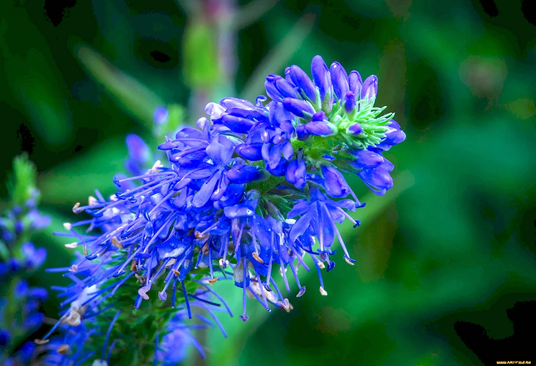 Синие колосовидные полевые цветы