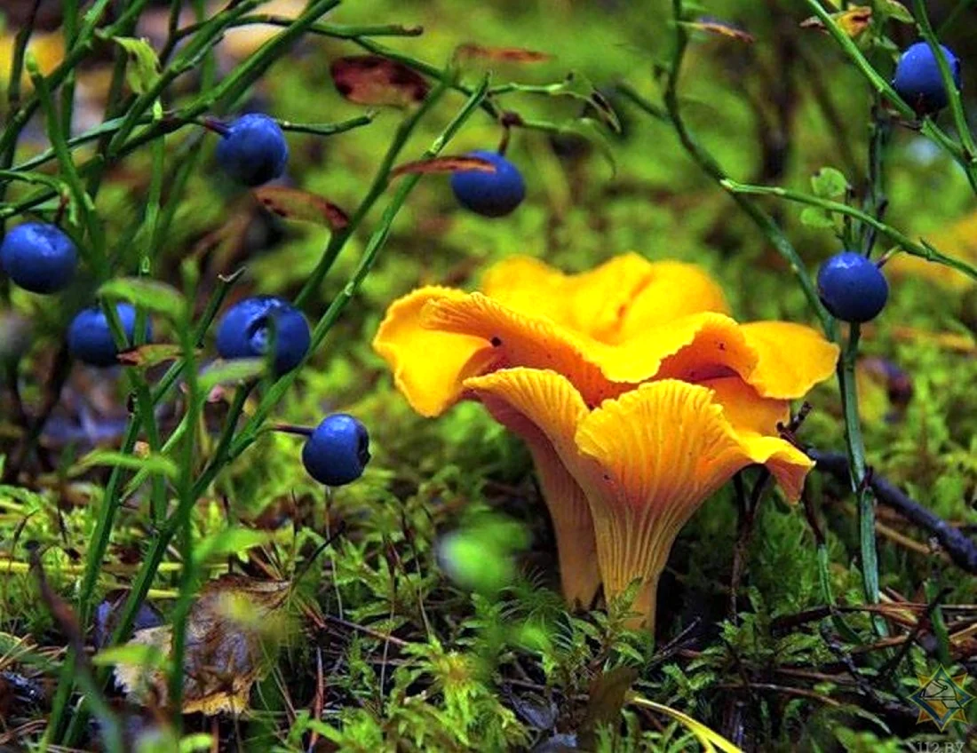 Синие лисички грибы