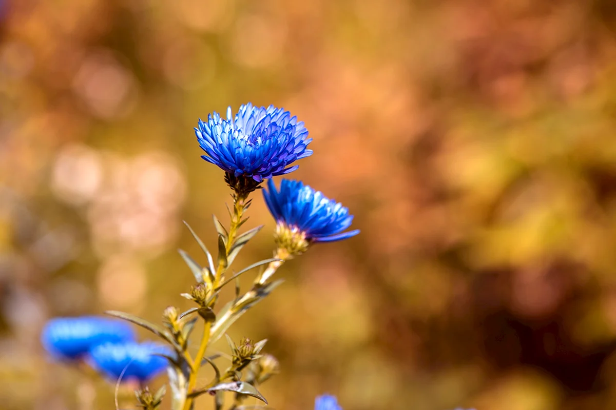 Синие осенние цветы