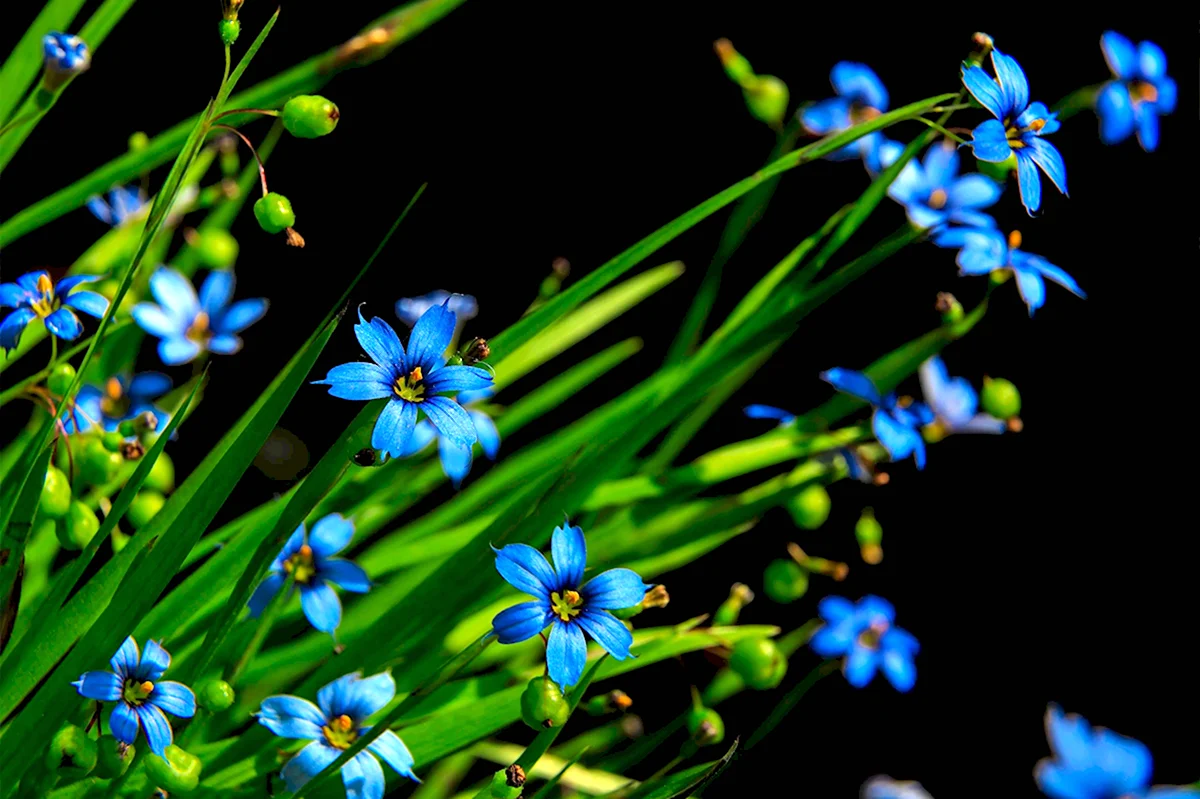 Синие цветы макро