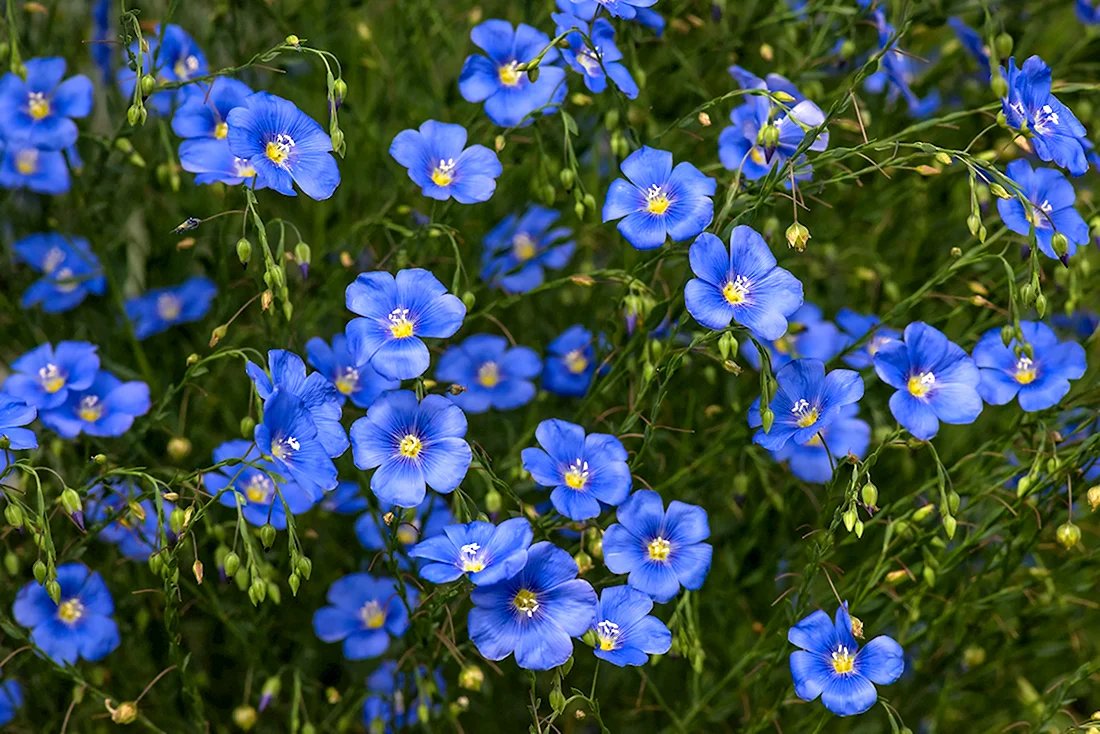 Синий лен цветок многолетник