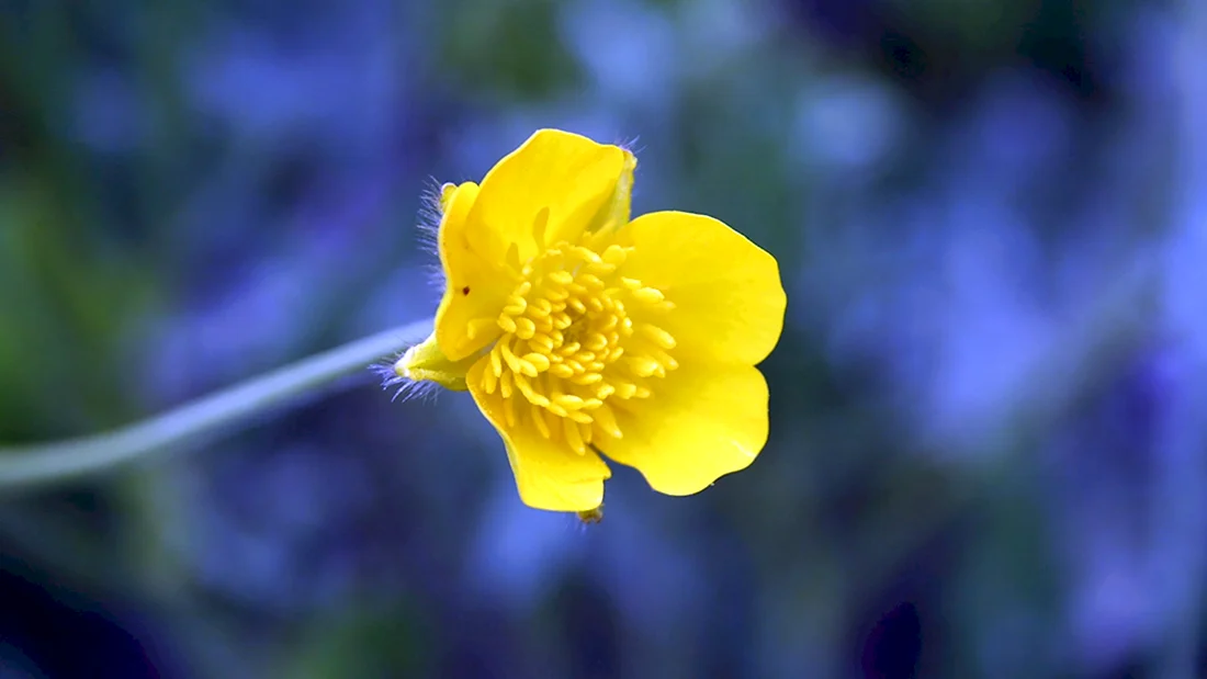 Синий Лютик цветок
