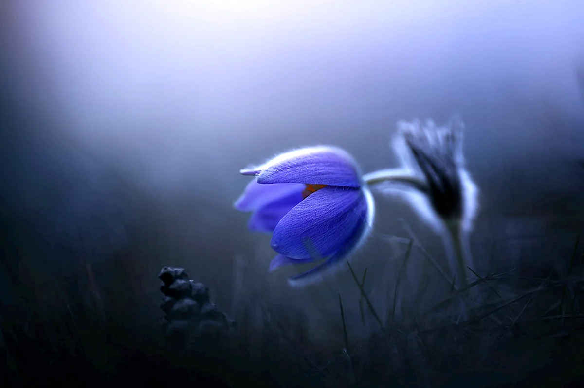 Синий туманный цветок