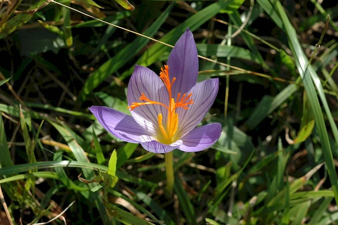 Сочинский национальный парк растения тюльпан Липского