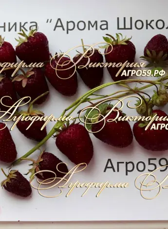 Сорт клубники Арома шоколад