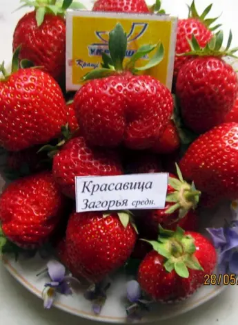 Сорт Виктории красавица Загорья