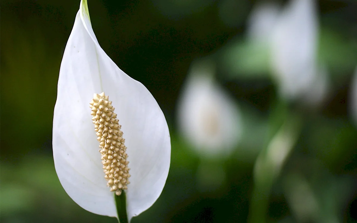 Спатифиллум белый цветок
