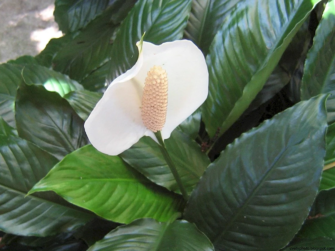 Спатифиллум геликониелистный Spathiphyllum heliconiifolium