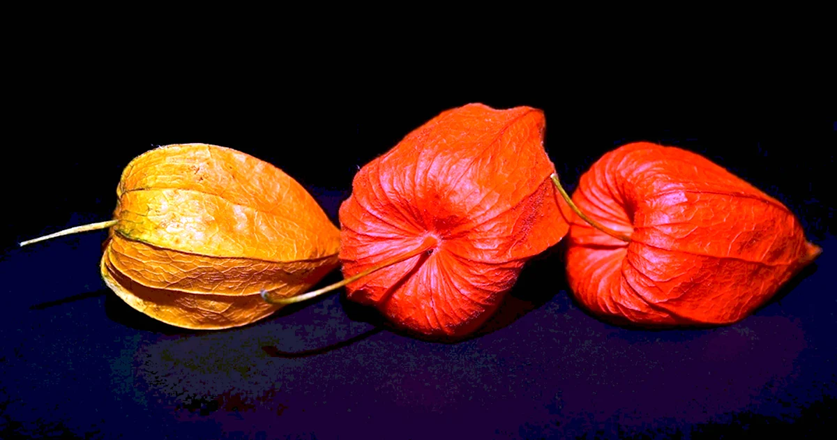 Сухие оранжевые цветы физалис