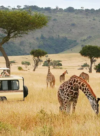 Танзания экскурсия сафари