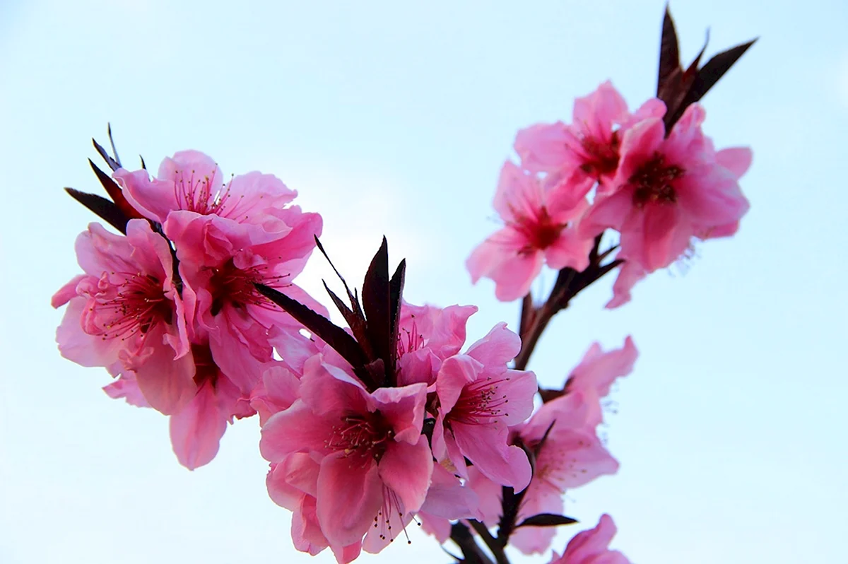 The Peach Blossom Spring