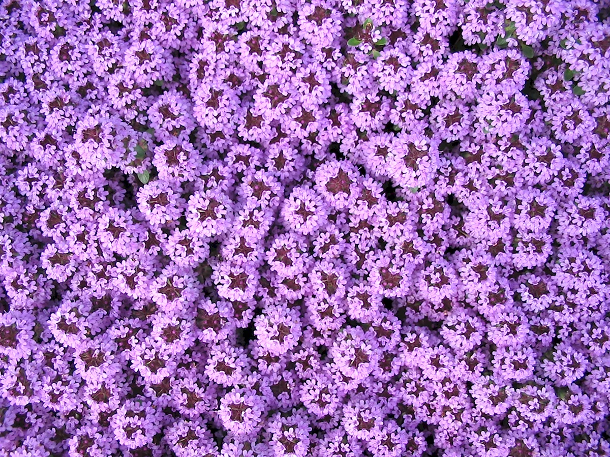Тимьян пурпурно-фиолетовый пурпурный ковер
