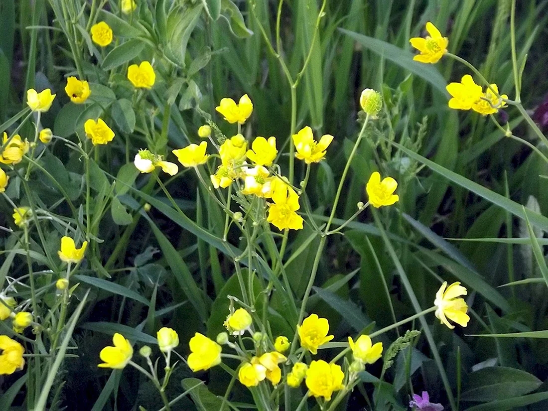 Трава прерия с желтыми цветочками
