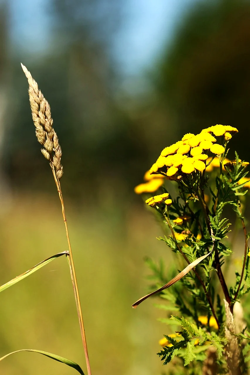 Трава с желтыми цветками