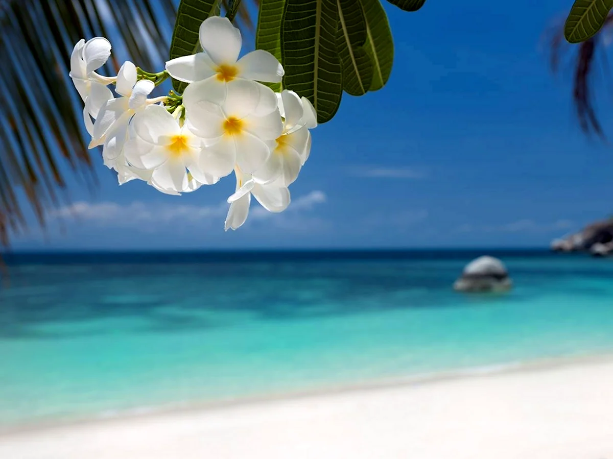 Тропические цветы море