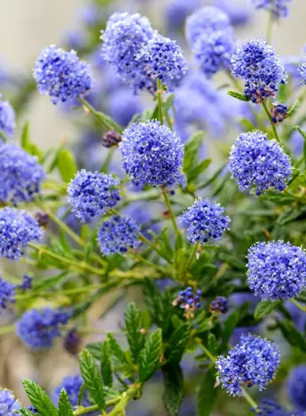 Цеанотус autumnal Blue