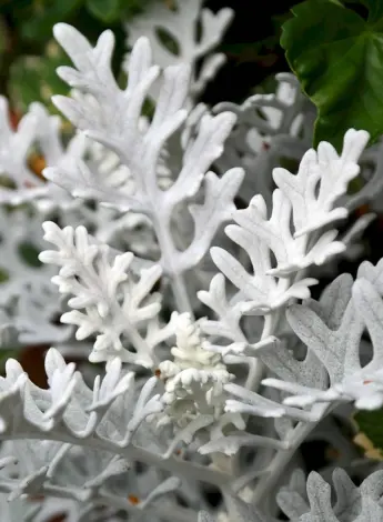 Цинерария Приморская Senecio cineraria