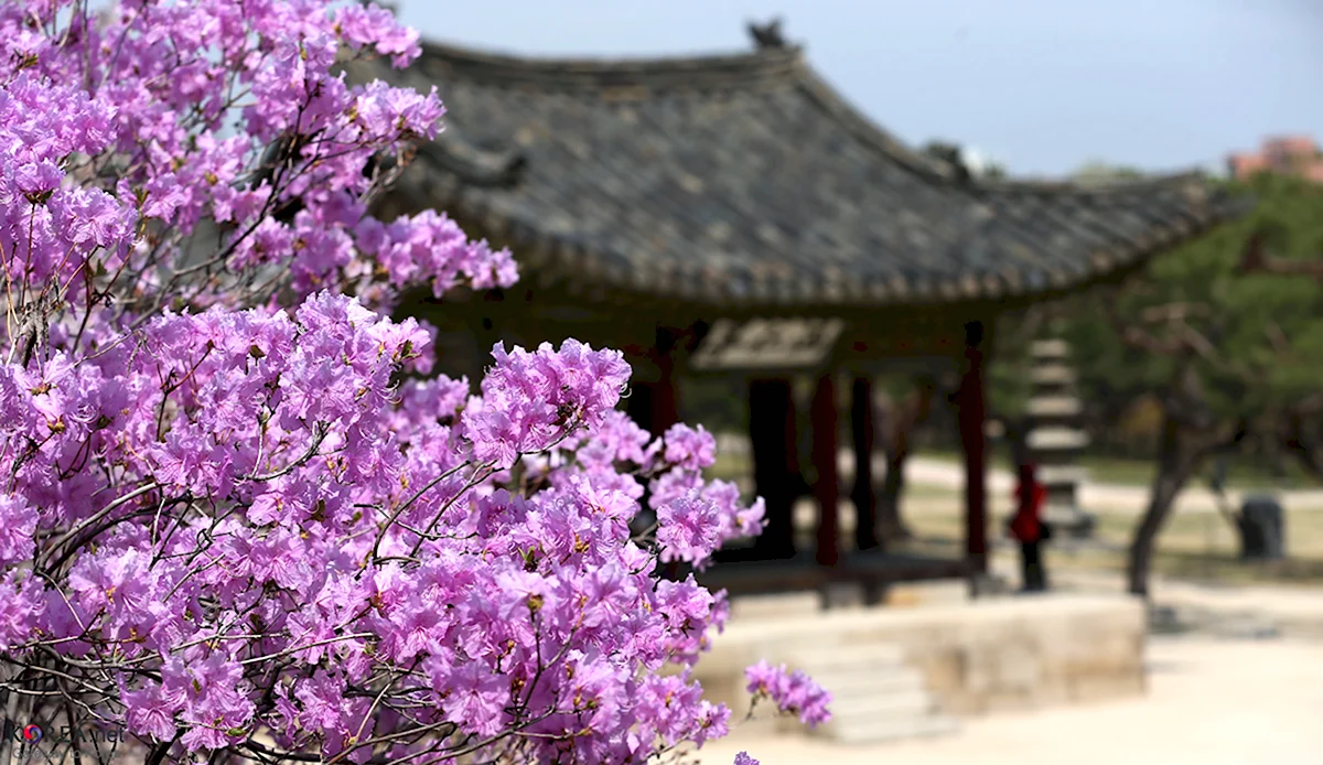 Цветение Азалии в Корее