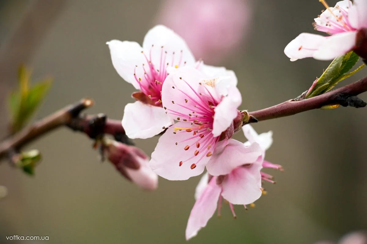 Цветение персикового дерева весной