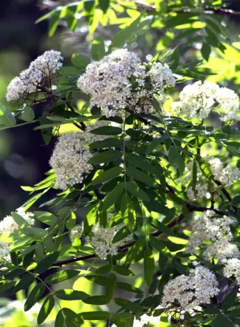 Цветки Sorbus aucuparia