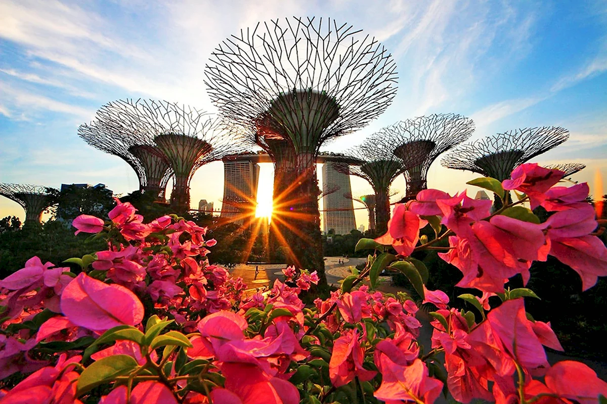 Цветочный сад в Сингапуре