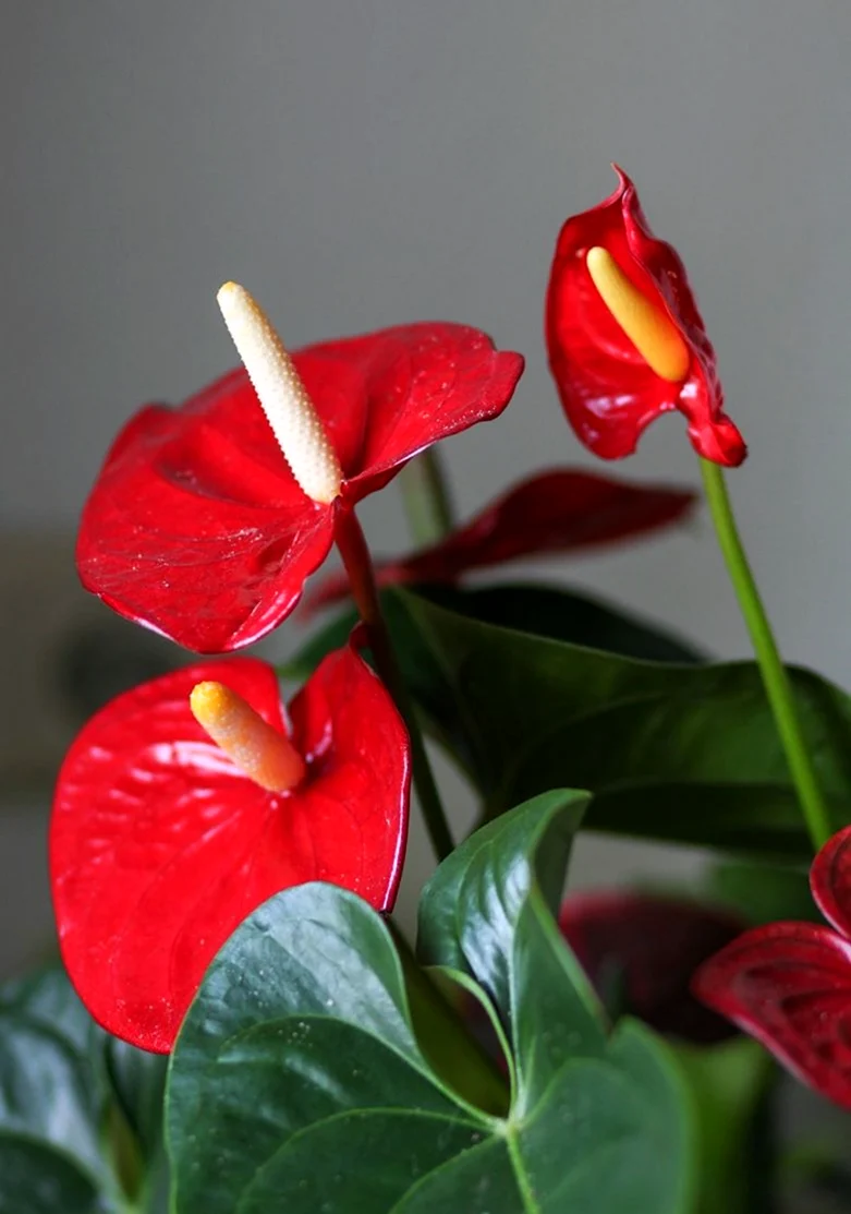 Цветок Антуриум красный