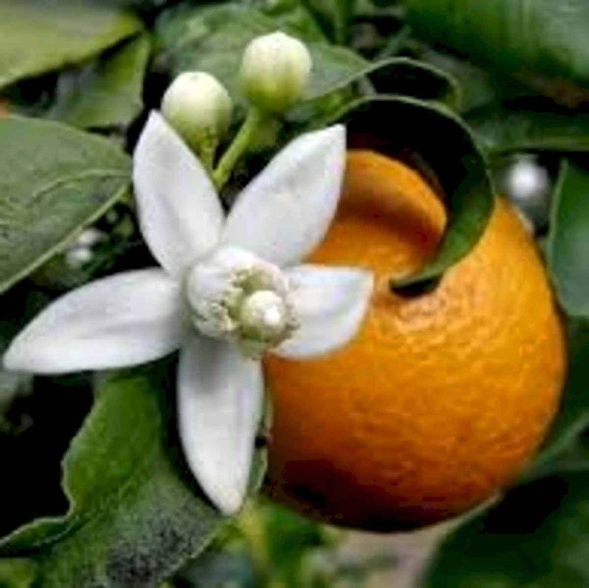 Цветок апельсина флердоранж