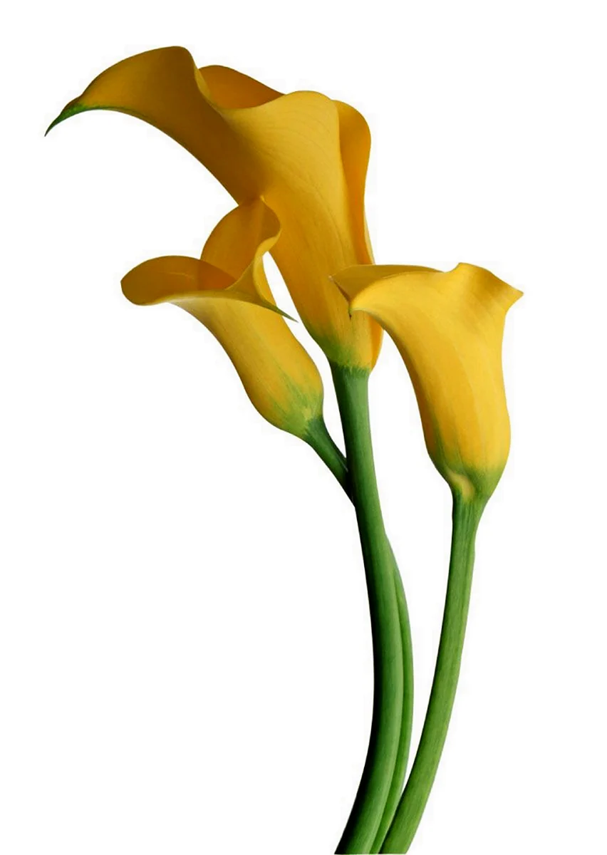Цветок Арум Лилия